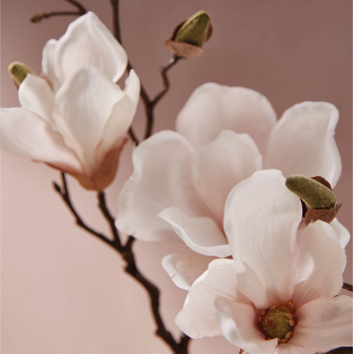 Magnolia Willow Dishwashing Liquid